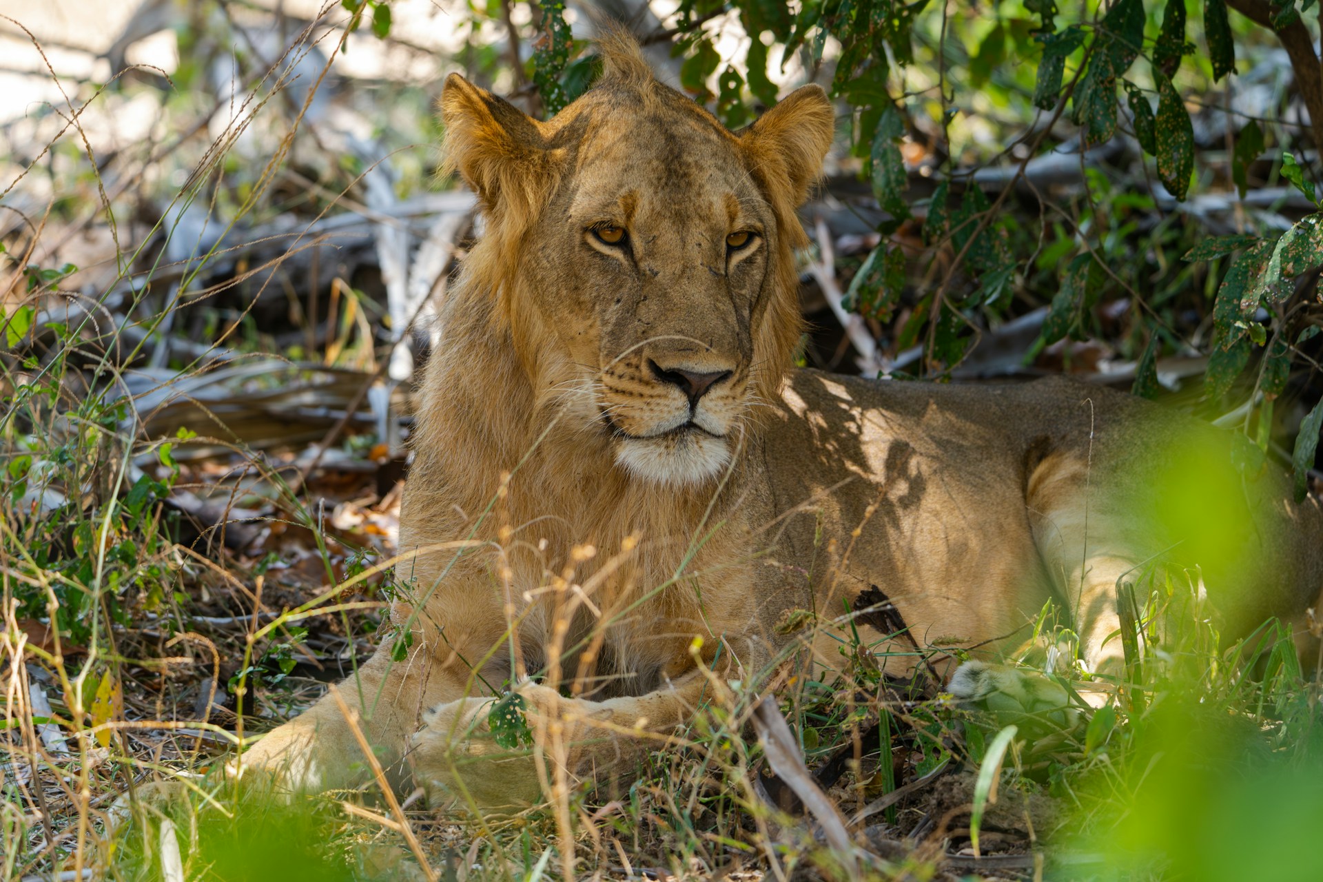 LIONESS