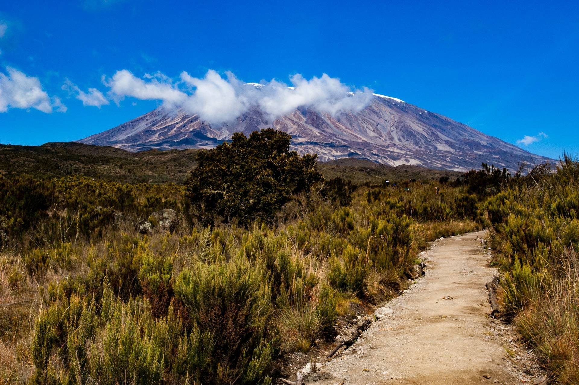 kilimanjaro