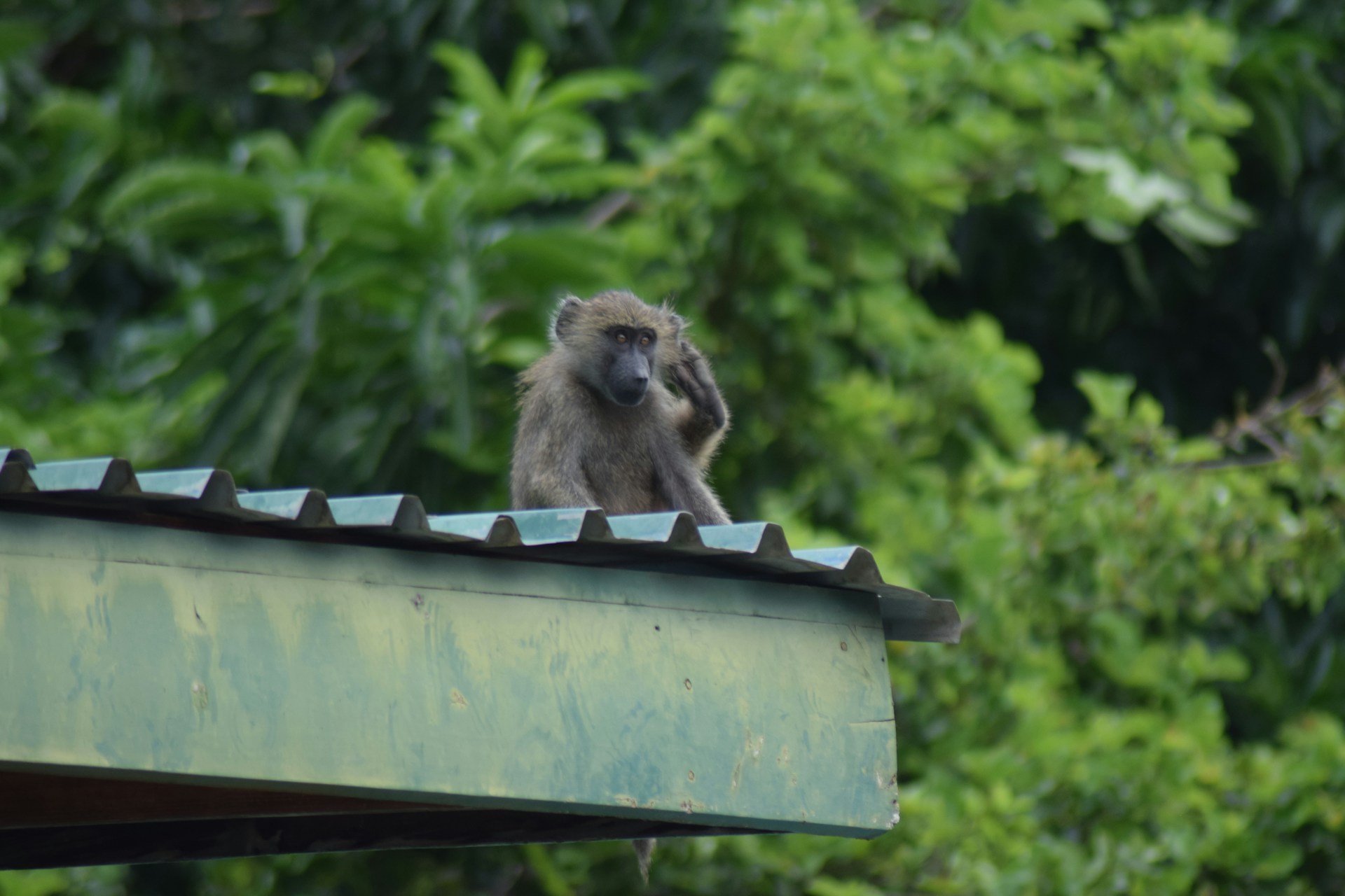 lakemanyara5