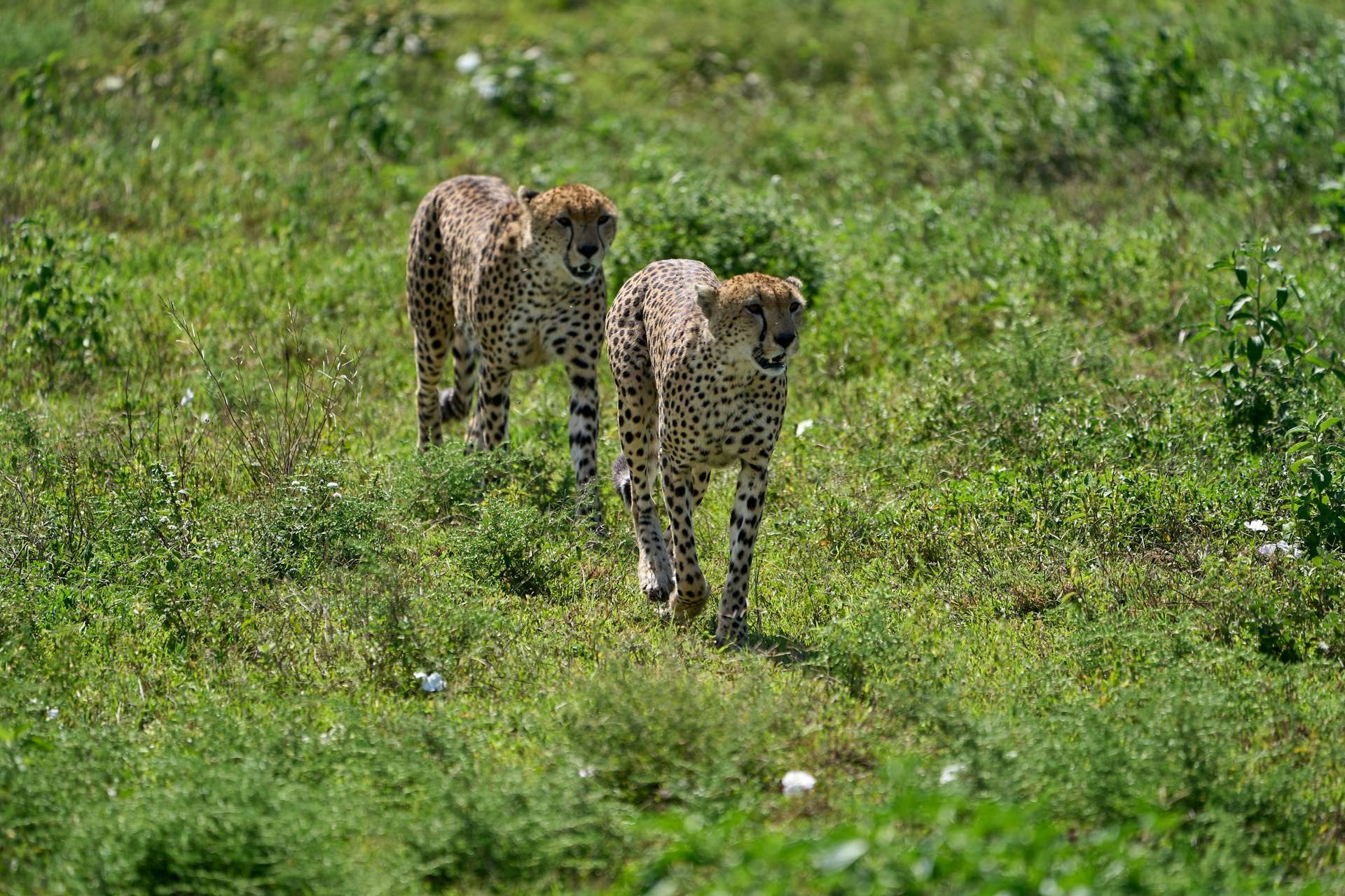 ngorongoro11