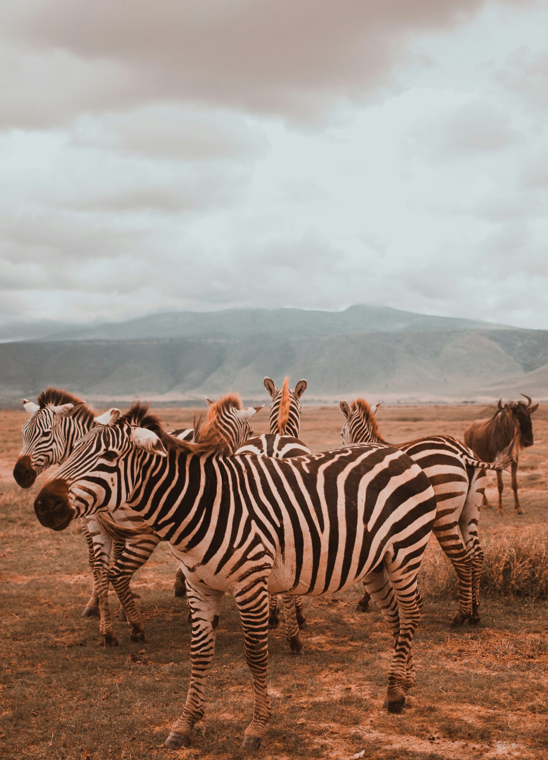 ngorongoro2