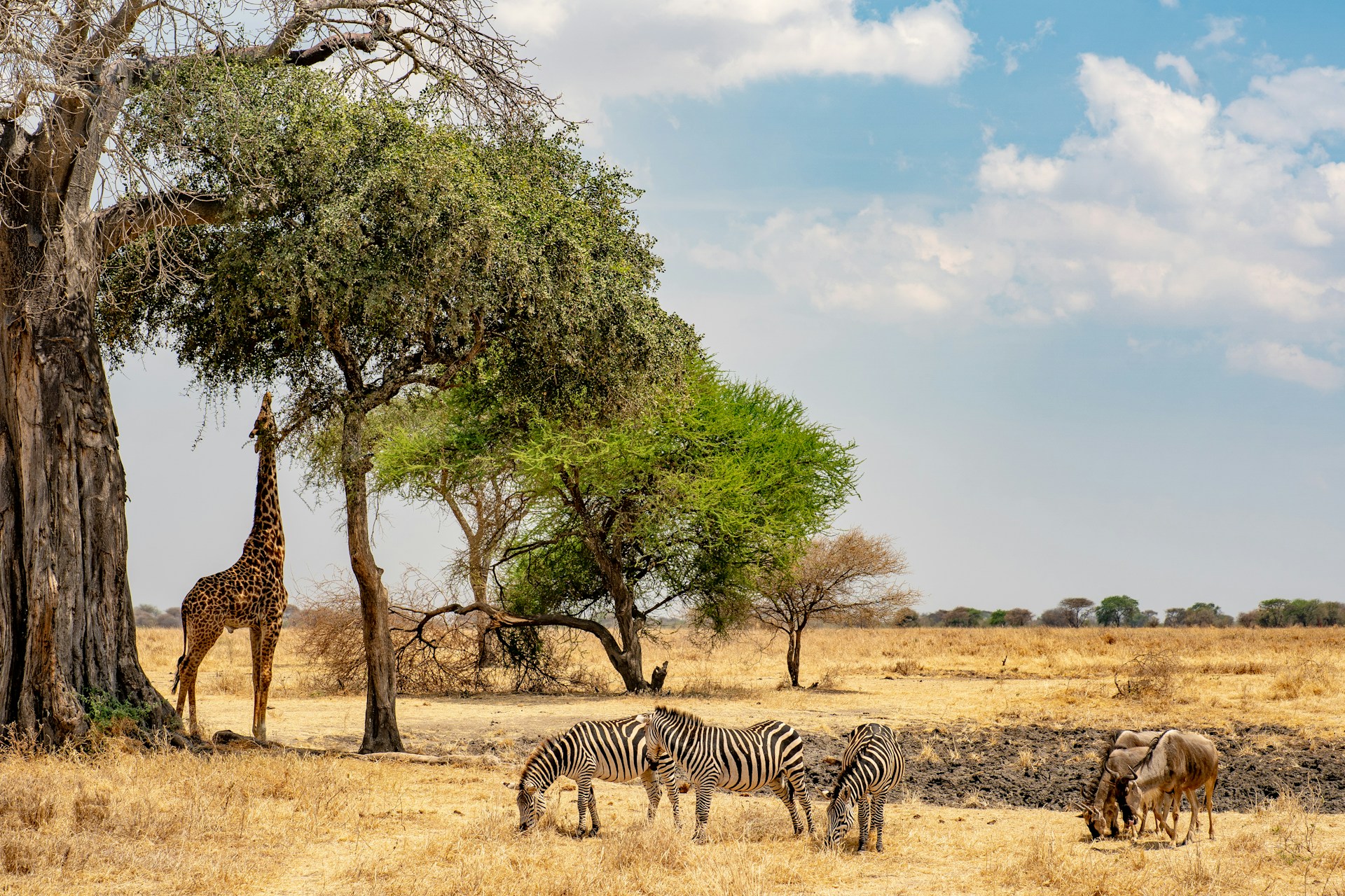 ngorongoro5