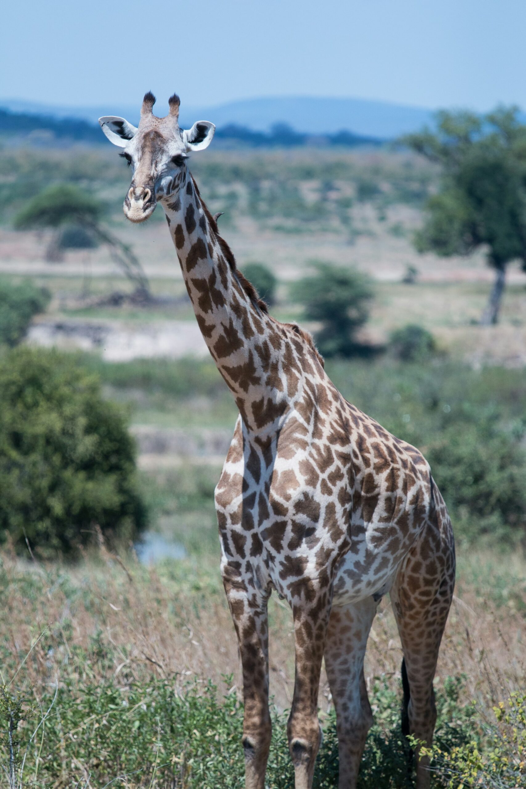 ruaha6